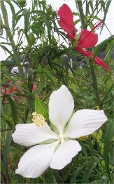 White Texas Star, Lone Star Perennial Hibiscus, White Swamp Hibiscus, Swamp Hibiscus, Hibiscus coccineus 'Lone Star', H. coccineus alba